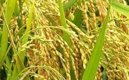今年全國早稻產量 635億斤